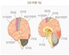 재활승마Tip : 뇌의 부위별 기능 그림