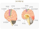 뇌졸중(6) – 뇌의 부위별 기능 그림